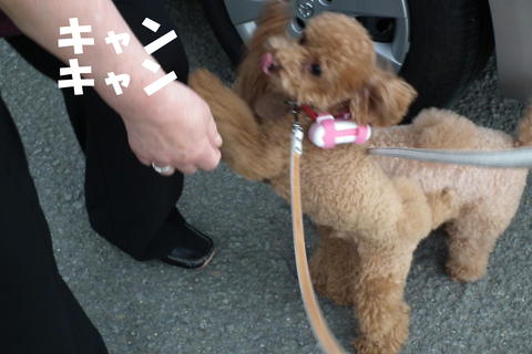 バウリンガルボイスでかん太の声を聞いた^^
