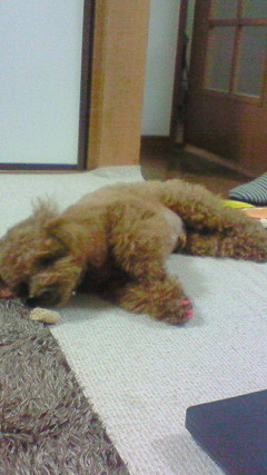 新しいおやつ☆