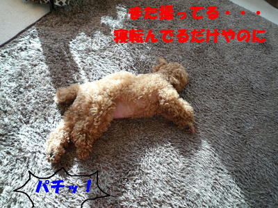 デジカメ復活!