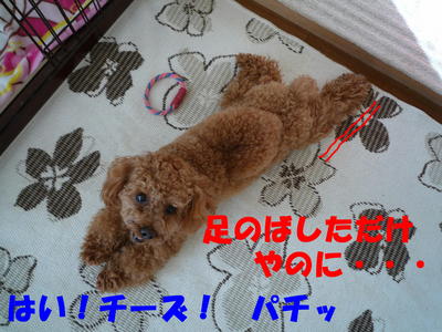 デジカメ復活!