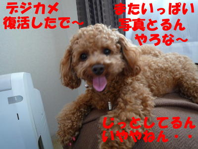 デジカメ復活!