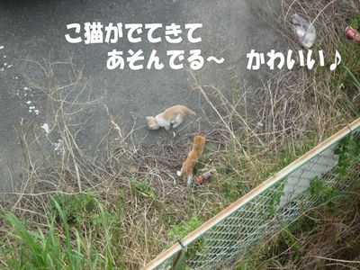 猫ファミリー