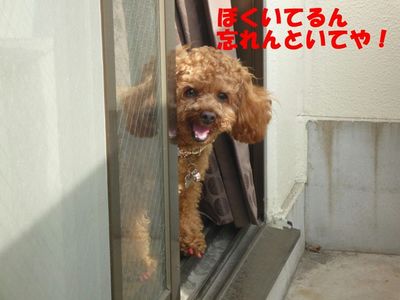 猫ファミリー