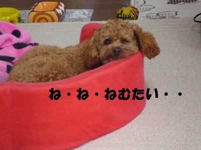 ね・ね・眠たいかも・・
