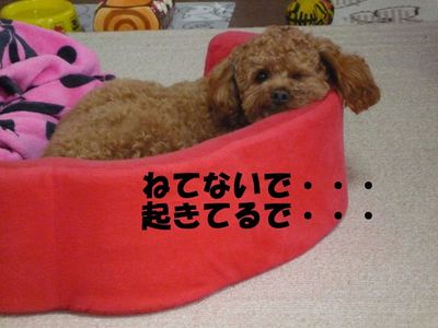 ね・ね・眠たいかも・・