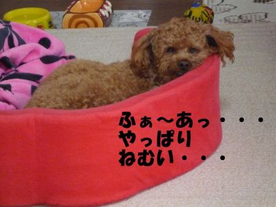 ね・ね・眠たいかも・・