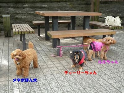 お友達紹介