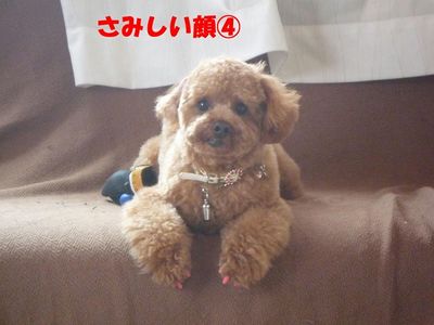 さみしい顔特集