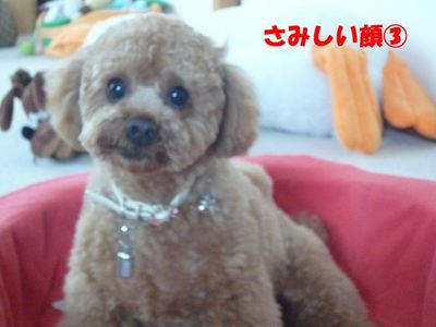 さみしい顔特集