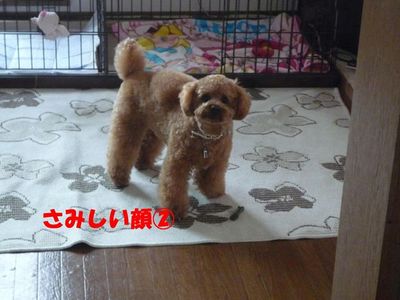 さみしい顔特集