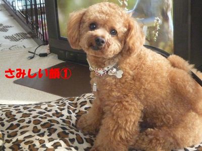 さみしい顔特集