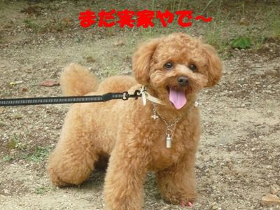 バナジュー