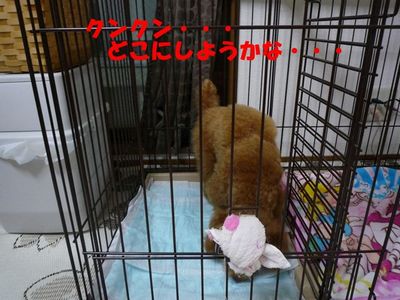 ゲージ