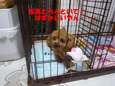 ゲージ