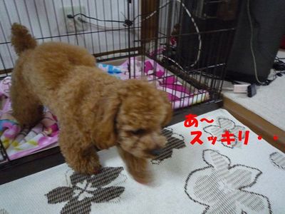 ゲージ