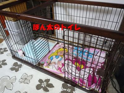 ゲージ