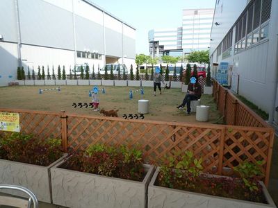 リンクウ