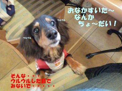 ドッグカフェ また行ったよ!