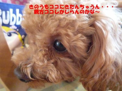 ドッグカフェ また行ったよ!