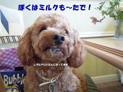 ドッグカフェ また行ったよ!