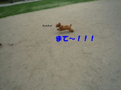 ぽん太VSルル①