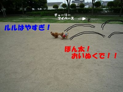 ぽん太VSルル①