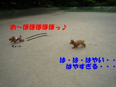 ぽん太VSルル①