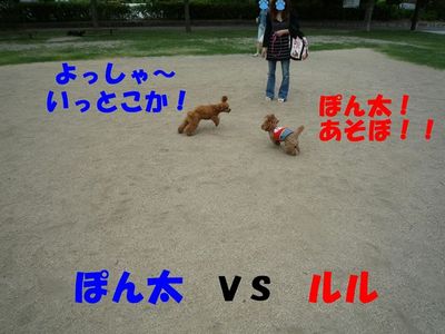 ぽん太VSルル①