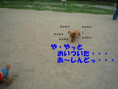 ぽん太VSルル①