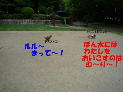 ぽん太VSルル①