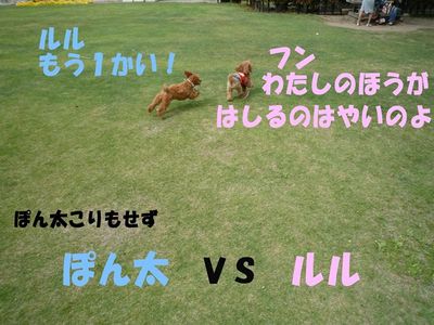 ぽん太VSルル②