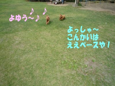 ぽん太VSルル②