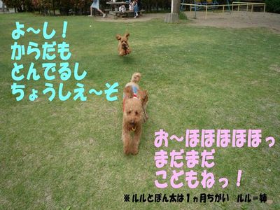 ぽん太VSルル②