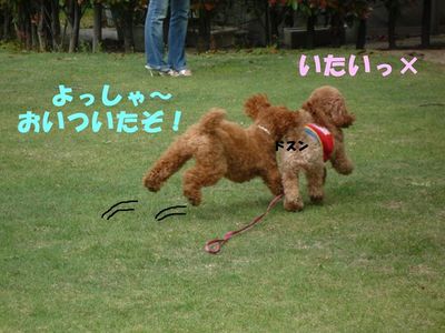 ぽん太VSルル②