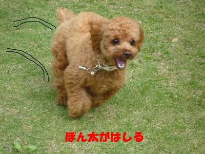 走る!走る!