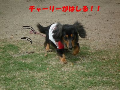 走る!走る!