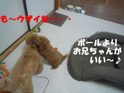 かん太の方がぽん太よりズル賢い!?