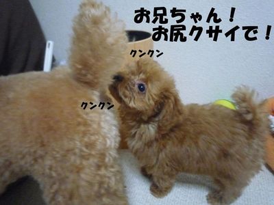 ぽん太とかん太の日常