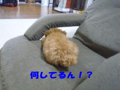 かん太の方がぽん太よりズル賢い!?