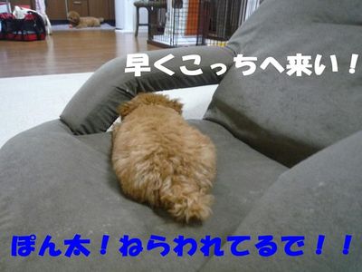かん太の方がぽん太よりズル賢い!?