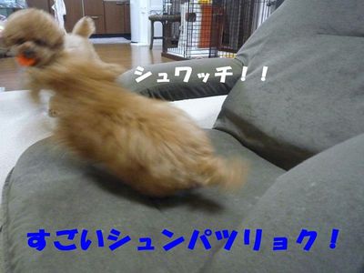 かん太の方がぽん太よりズル賢い!?