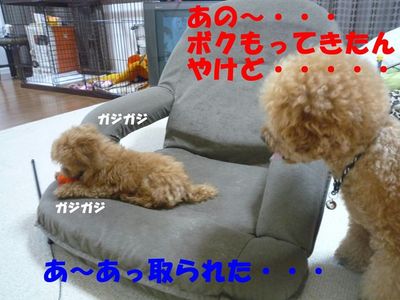 かん太の方がぽん太よりズル賢い!?