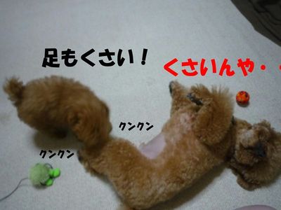 ぽん太とかん太の日常