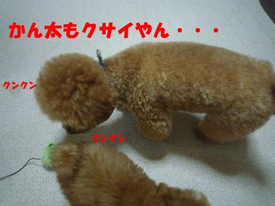 ぽん太とかん太の日常