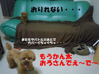ぽん太とかん太の日常