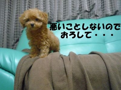 ぽん太とかん太の日常