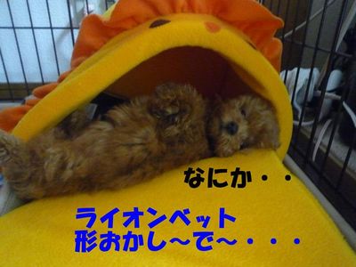 ぽん太とかん太の日常