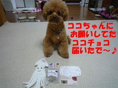 ココチョコ届いたで!