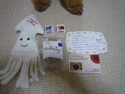 ココチョコ届いたで!