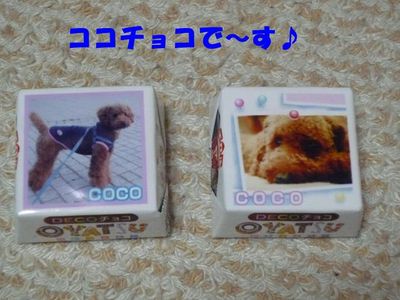 ココチョコ届いたで!